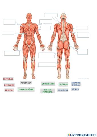 Sistema Muscular