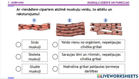 Muskuļu veidi