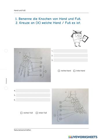 Skelett (Hand und Fuß)