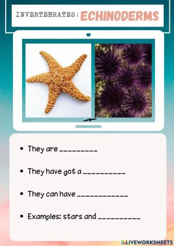 Invertebrates: ECHINODERMS