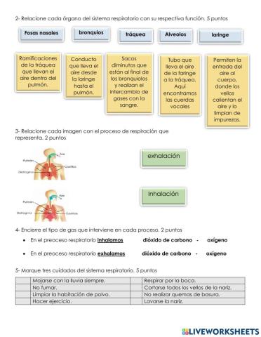 Órganos del sistema respiratorio