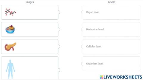 Levels of organization