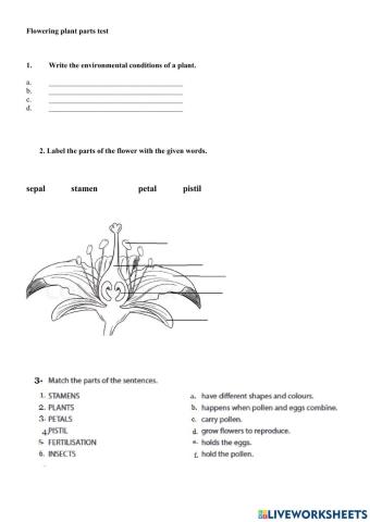 Parts of a flowering plant