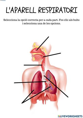 Aparell respiratori