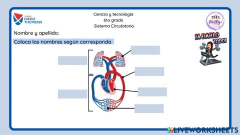 Sistema circulatorio