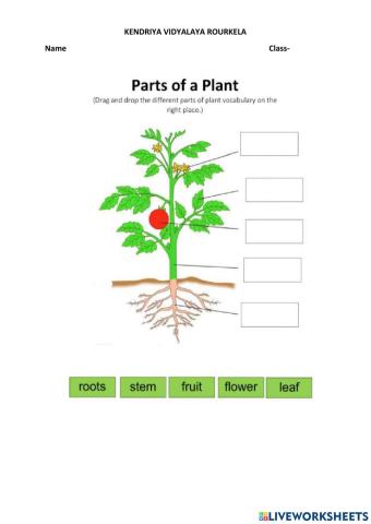 parts of plants