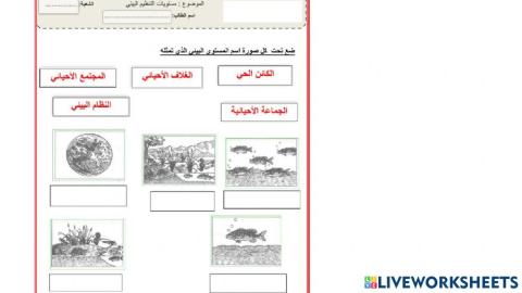 مستويات التنظيم 12 عام ف 3