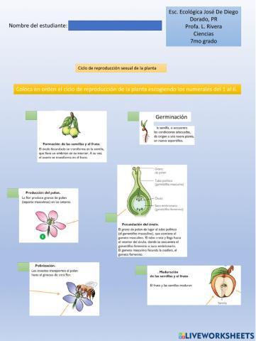 Ciclo reprooducción sexual de la planta