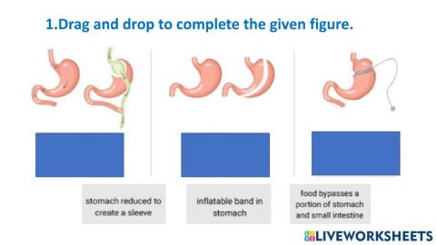 Digestive system