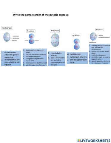 Mitosis