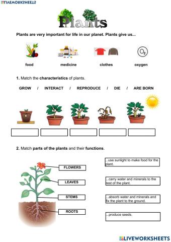 Plants around us