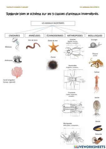 Les animaux invertébrés