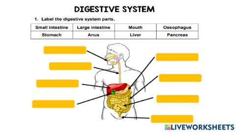 Digestive system