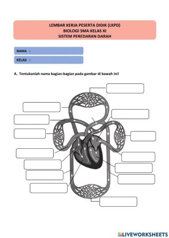 Sistem Peredaran Darah