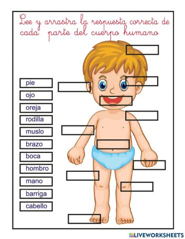 Partes del cuerpo humano