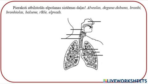 Cilvēka elpošanas orgāni