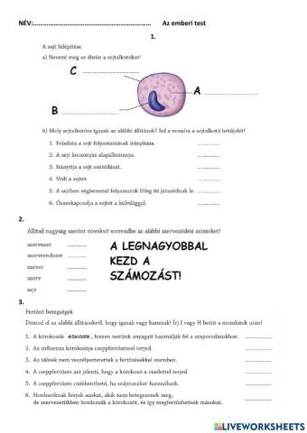 Az emberi test