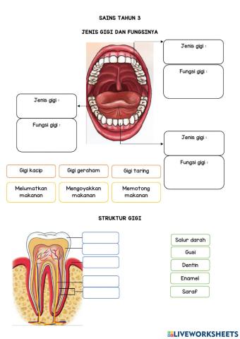 Jenis, Fungsi, Struktur Gigi