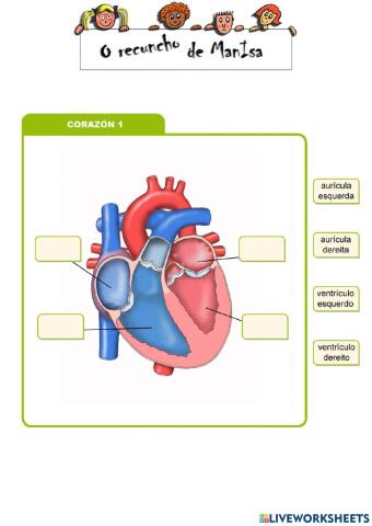 Partes do corazón 1a