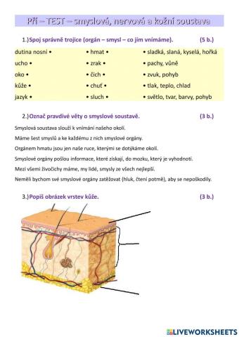 Test - smyslová, nervová a kožní soustava