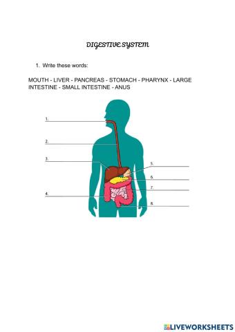 Digestive system