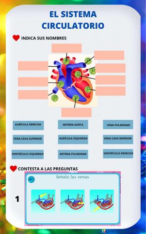 El sistema circulatorio