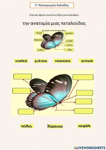 Η ανατομία της πεταλούδας