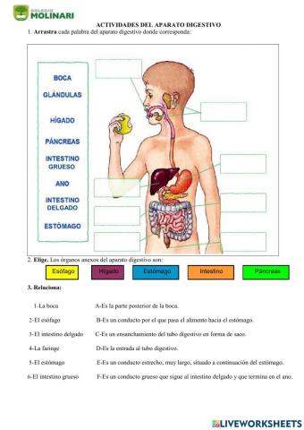 Sistema Digestivo