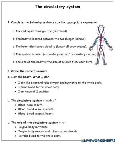 The circulatory system