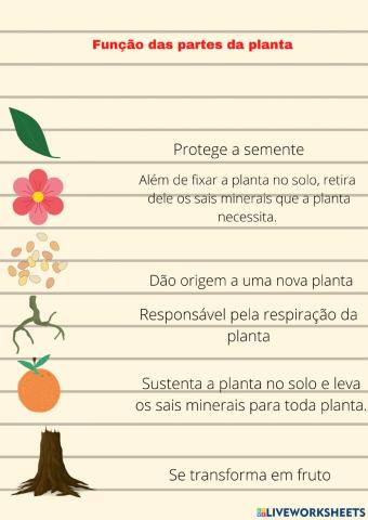 Partes da planta