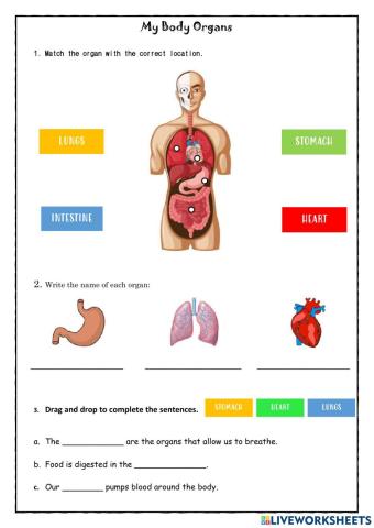 My body organs