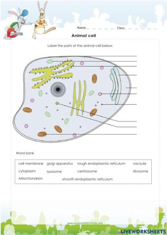 cells  9TH GRADE