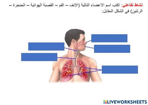 نشاط تمهيدي