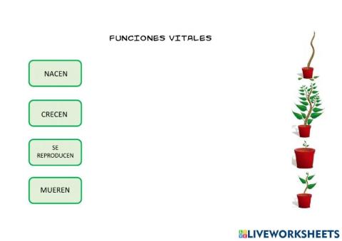 Funciones vitales de las plantas