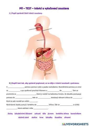 Test - trávicí a vylučovací soustava