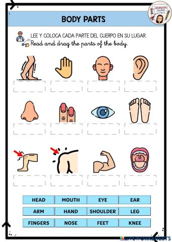 Parts of the body drag and drop