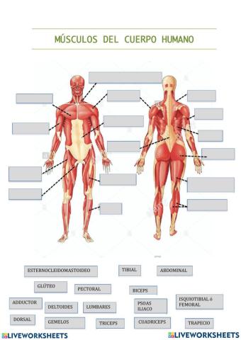 Ficha músculos