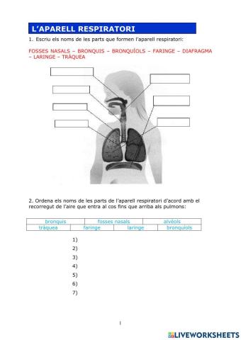 L'aparell respiratori