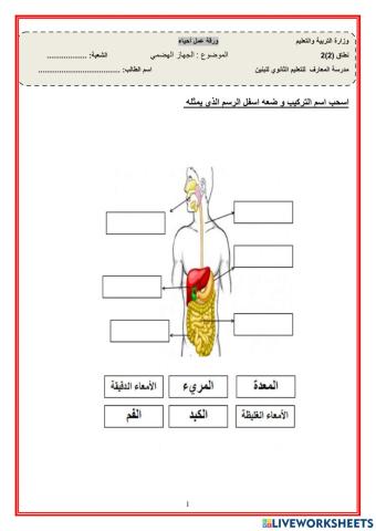 الجهاز الهضمي