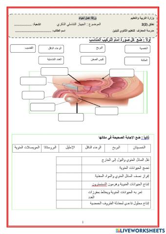 الجهاز التناسلي الذكري