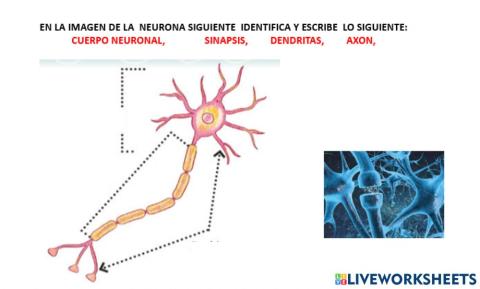 LAS NEURONAS Y SUS PARTES