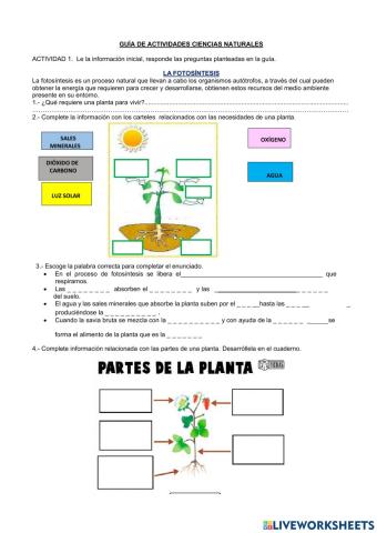 Partes de una planta