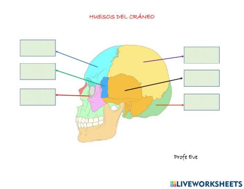 Huesos del cráneo