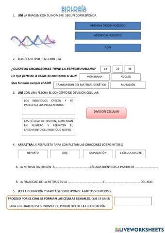 Adn. division celular. mitosis-meiosis.