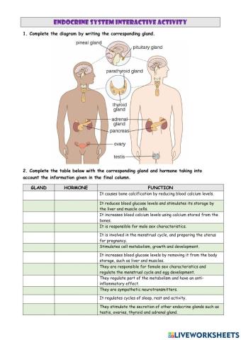 Endocrine system