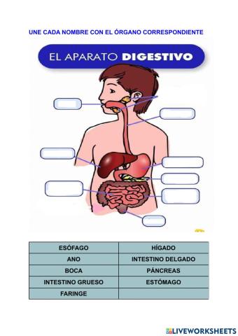 Aparato digestivo