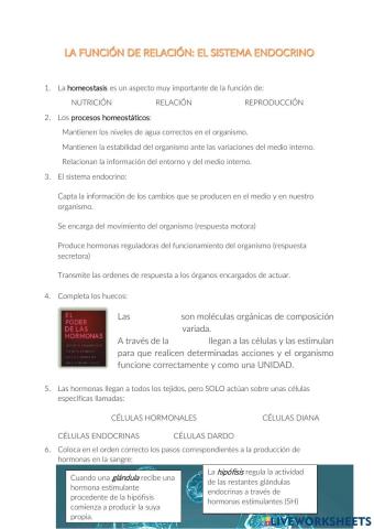 Función de relación: sistema endocrino