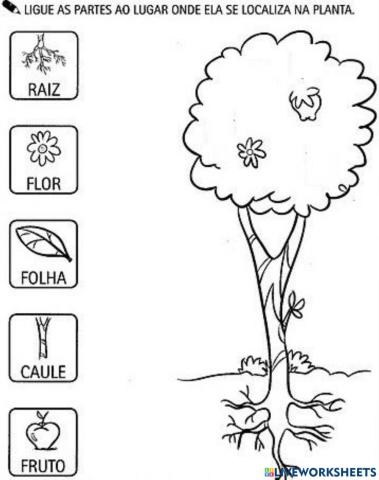 Partes da planta