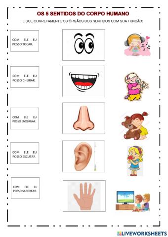 Os 5 sentidos do corpo humano