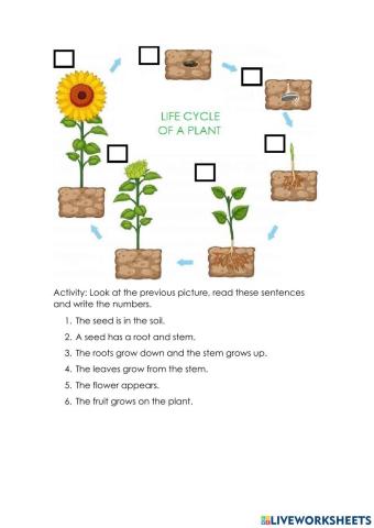 Life cycle of a plant